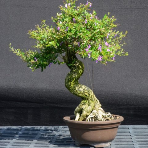 Small fragrant, purple flowers that appear throughout the year. 