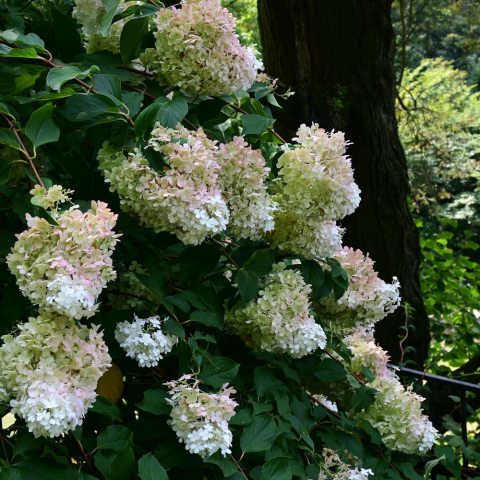 Flowers begin as creamy vanilla-white in mid-summer, gradually transforming to a soft pink, and finally maturing to a vibrant strawberry-red or burgundy as the weather cools.