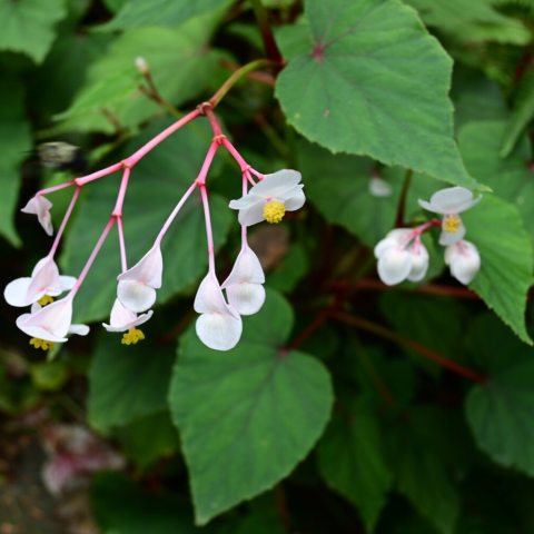 Delicate, pure white flowers with bright yellow centers, which can fade to a pale pink as they age, appearing on strong, bright pink or red stems.