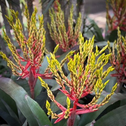 Orange and yellow flower spike coming up through the center of a green rosette of leaves.
