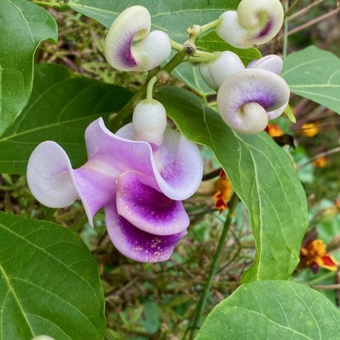 Unusual flowers, with their wavy, spiral petals, emerge in shades of lavender, white, and purple, often streaked with white, and change to yellow and maroon as they age. on this vine