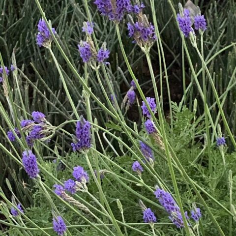 Delicate stems with purple flowers at the top in a mass planting.
