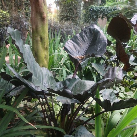 Large, glossy,, arrowhead to heart-shaped leaves are a dark purple and mature to green.  growth habit reaching up to four feet tall.