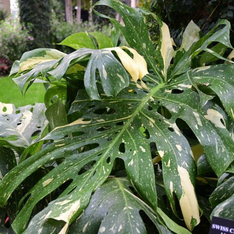 Large, arrow-shaped, dark green leaves with speckled and splashed patterns of creamy white variegation, resembling a starry night! 