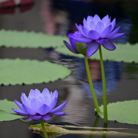 Large, cup-shaped lilac-blue flowers emerge from the water's surface on tall stalks.