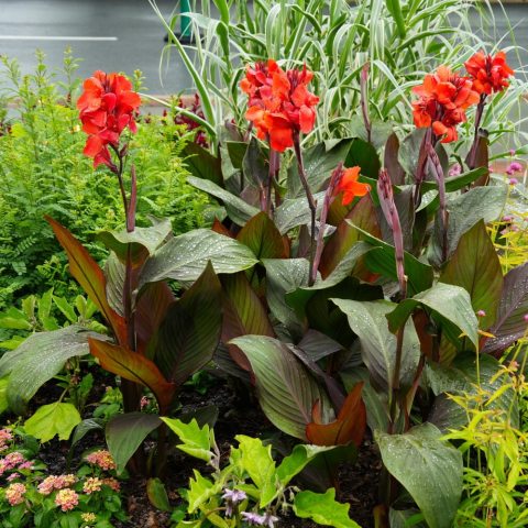 A profusion of showy bronze-orange blooms tops deep bronze-colored tropical foliage.