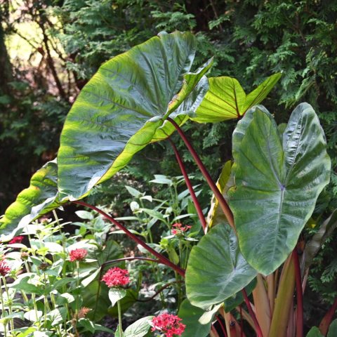 A compact, upright elephant ear known for its glossy green leaves and striking bright red stems and veins.