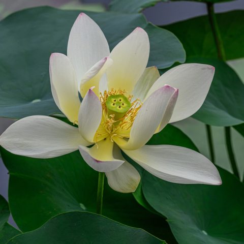 Single-petal lotus known for its unique, beautiful combination of yellow, pink, and green flowers, that over time mature to become yellow.