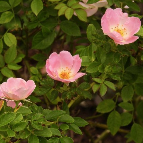 A compact, disease-resistant climbing rose known for its continuously blooming, shell-pink flowers with a golden center and a fruity fragrance.