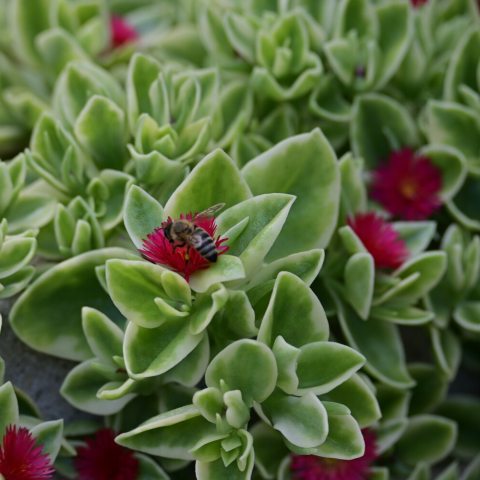 Hot pink petals surrounding yellow anthers stand out within the trailing stems with succulent variegated leaves.