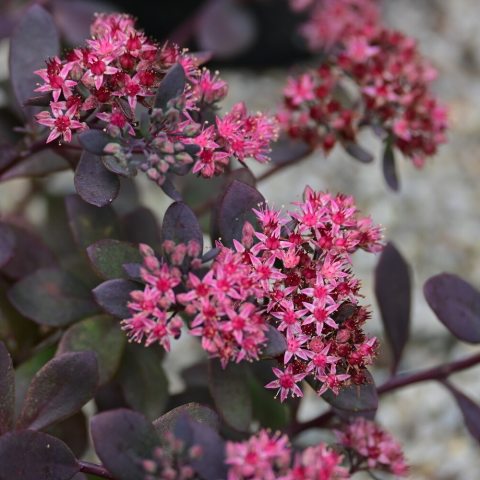 Fleshy, greenish-gray to purple succulent leaves with serrated edges.  The flowers are small, star-shaped, and borne in dense, flat-topped clusters at the top of succulent stems, with colors ranging from pink to purplish-red.