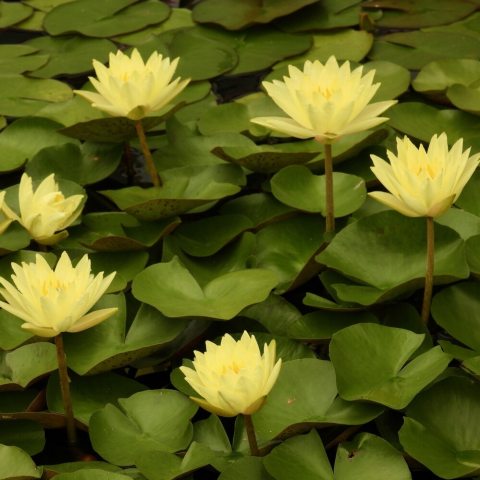 Bright, deep yellow, star-shaped flowers that rise above the water. 