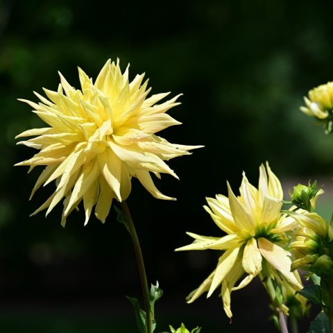 Large, golden yellow blooms, this semi-cactus form features petals that are rolled and pointed giving the flower a dramatic, spiky yet soft appearance. 