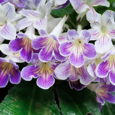 Delicate slipper-shaped bright azure-blue petals with prominent violet-blue veins that create a striking contrast across the flower. 