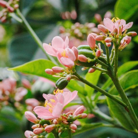Showy clusters of star-shaped light pink flowers with a gold center.  