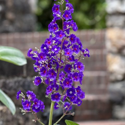 Large velvety, royal-purple flowers clustered on slim branches on upright spikes. 