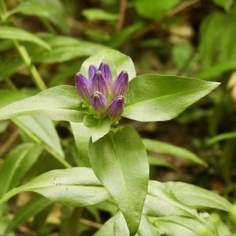 Deep-blue bottle-shaped flowers that remain bud-like throughout their bloom time. 