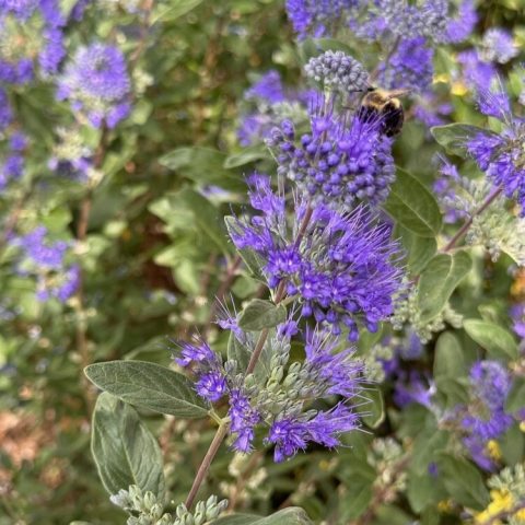 Dense clusters of fragrant, deep blue-purple flowers in whorls along the branches from late summer to early fall.