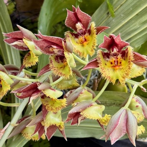 Yellow to pale green blooms with prominent dark burgundy or purple spots, especially on the petals and the prominent lip.  The flowers grow in clusters on a single inflorescence, or flowering spike. 