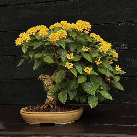 An abundant  bright yellow flower clusters that look like miniature bouquets.