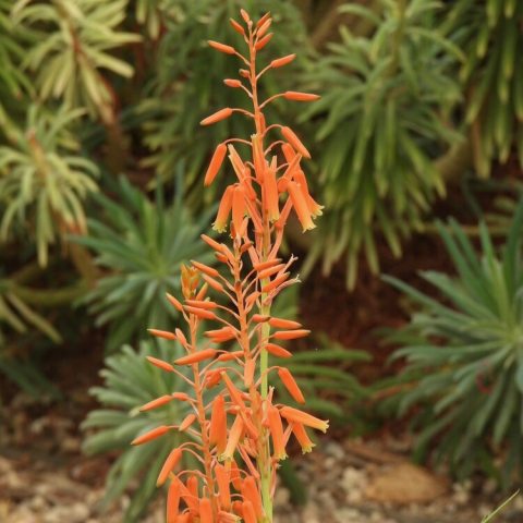 Bright orange, tubular blossoms clustered on tall stalks that rise above the plant's foliage. 