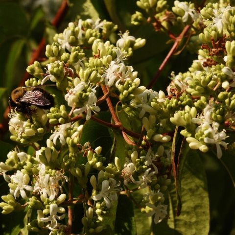 Dense clusters of fragrant, creamy-white flowers in late summer early fall.