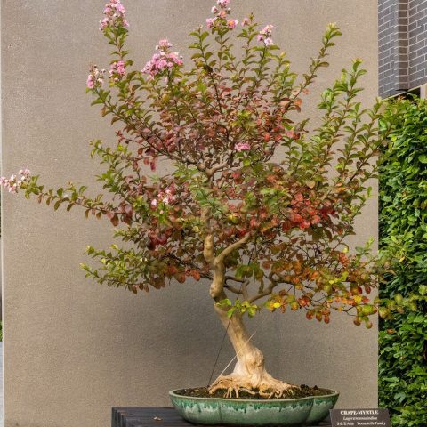 Showy large pink panicles of crepe-paper-like flowers that grow from the the tips of last year's branches. 