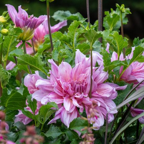 Vibrant pink petals that can reach 13 inches or more in diameter, the blooms feature fully double, flowers with broad ray florets that gracefully  curve upward.