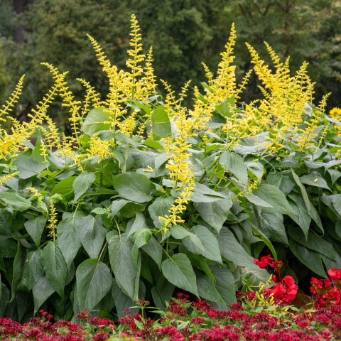 Group of plants with large yellow flower spikes above green leaves