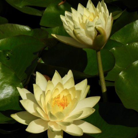 Hardy, medium-sized water lily known for its double, creamy-yellow blooms that have a distinct glow due to darker inner petals and stamens.