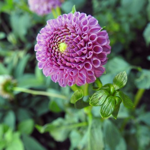 Two inch light lavender blossoms blending to a dark lavender center.  Each petal is curled towards the center and makes a perky little ball.