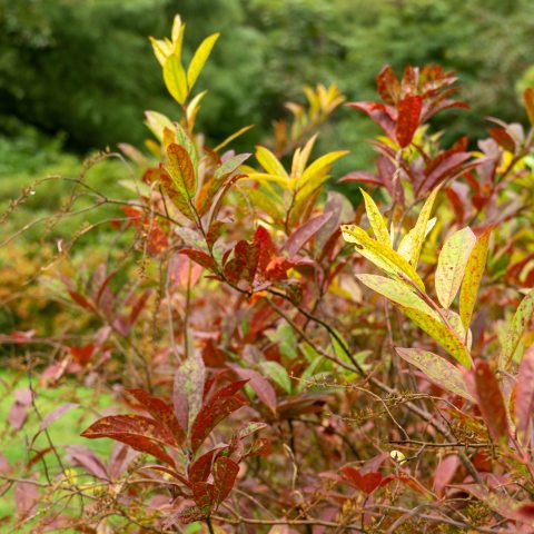 A deciduous shrub known for its graceful, arching branches and fragrant, white, bottlebrush-like flowers in late spring. In autumn, its lustrous green leaves turn a brilliant display of purples, reds, and crimson. 