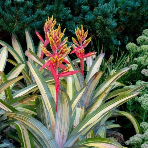 Dramatic inflorescence with coral-pink bracts and yellow flowers rises from the center and is surrounded by variegated leaves. 