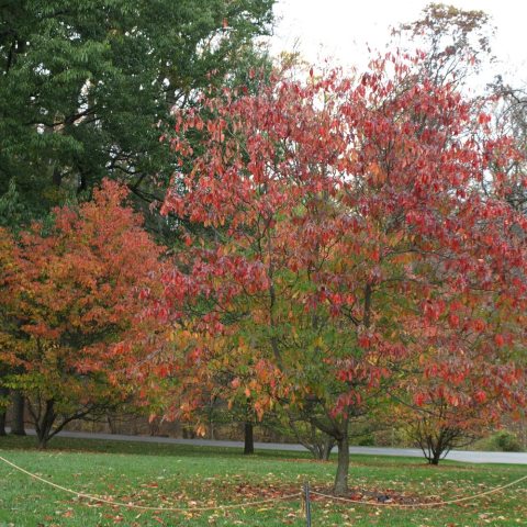 Vibrant fall foliage in shades of red, orange, and purple. 