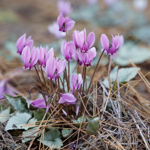 Small, delicate pinkish-lilac blooms with reflexed (bent-back) petals that have a darker eye. They appear on leafless stalks in late summer to fall, before the ivy-like, silver-mottled foliage emerges. 