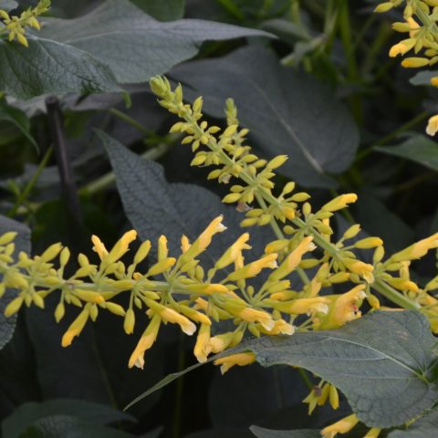 Flowers are a butter-yellow color, appearing on long, vertical spikes.
