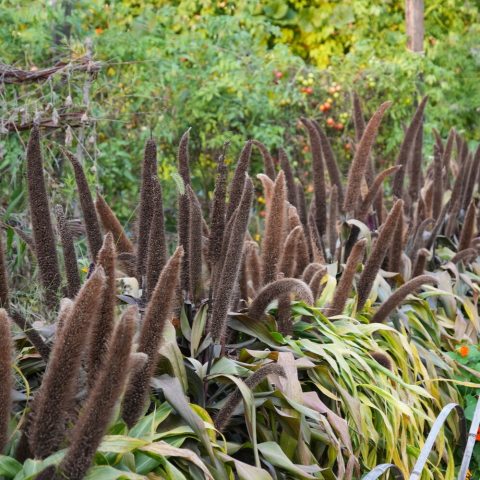 A broad, upright, mounding foliage that transitions from caramel to a rich copper-bronze color. It produces eye-catching, rose-bronze, foxtail-type plumes.