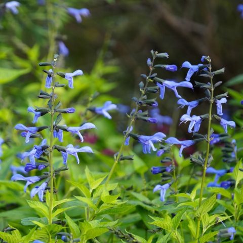 Striking, light blue flowers that rise on spikes from dark black calyces, creating a vivid contrast. 