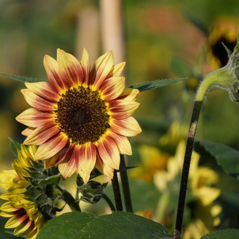 A combination of subtle lemon and rose-pink flowers surrounding a dark disc, forming 5-6" blooms with yellow tips. 
