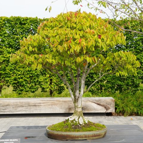 Small bonsai tree with green leaves starting to turn orange in a pot covered in moss
