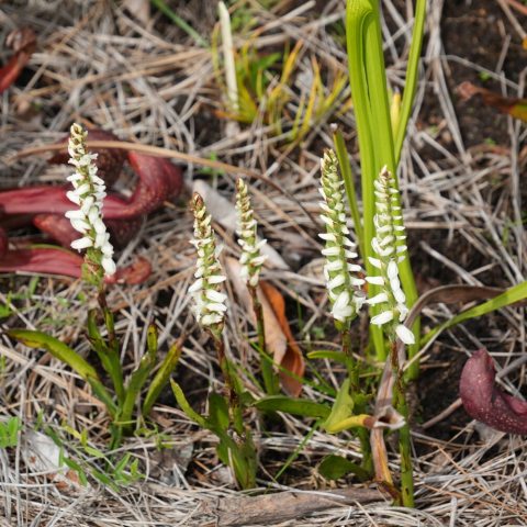 White orchid flowers in an inflorescence 