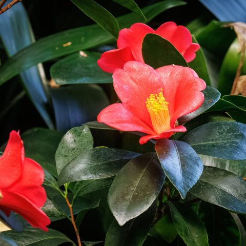 Perfect, single red flower-form that contrasts beautifully with the shiny, thick, leathery leaves. 