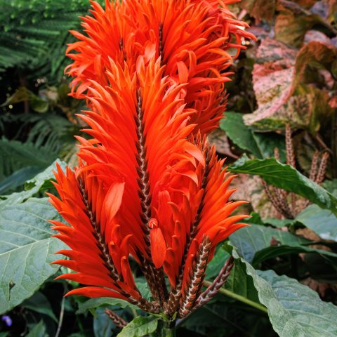 Small feather-like red, flower cluster on a thin green stem.