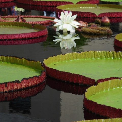 Large, waterlily type flowers open white and fragrant on the first night, transforming to a dark pink color on the second night.