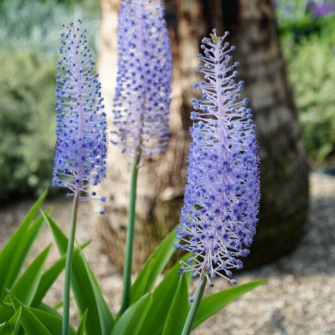 Tall, cone-shaped stalks topped with numerous tiny, lavender-blue flowers that open slowly in late fall to early winter. 