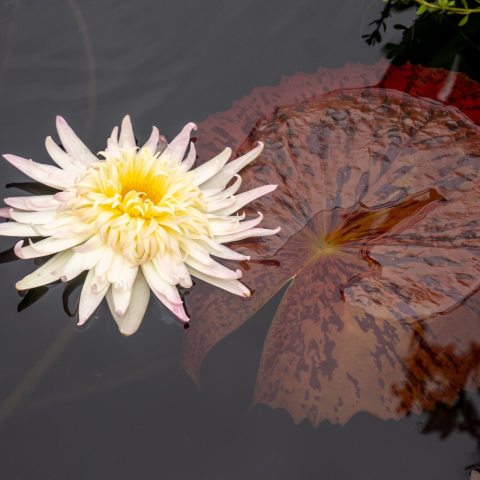 Bright yellow flowers stand high above, reddish pads with brown streaks.