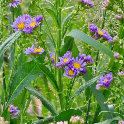 In September - November, purplish-blue purple ray florets with yellow (turning purple) center.