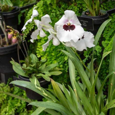 Pansy-like orchid flowers are predominantly white with an distinctive black "bat" marking at the center of the blooms!