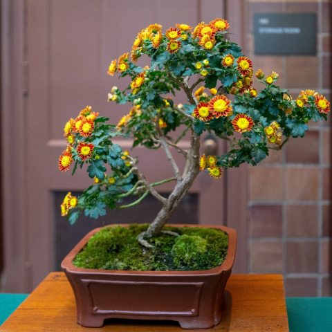 Numerous golden florets with reddish-maroon petals. Its free flower ability makes it very adaptable for bonsai. .