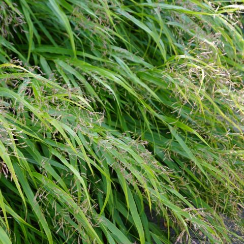 Graceful arching, lanceolate, bright green leaves, form airy, delicate panicles in fall.